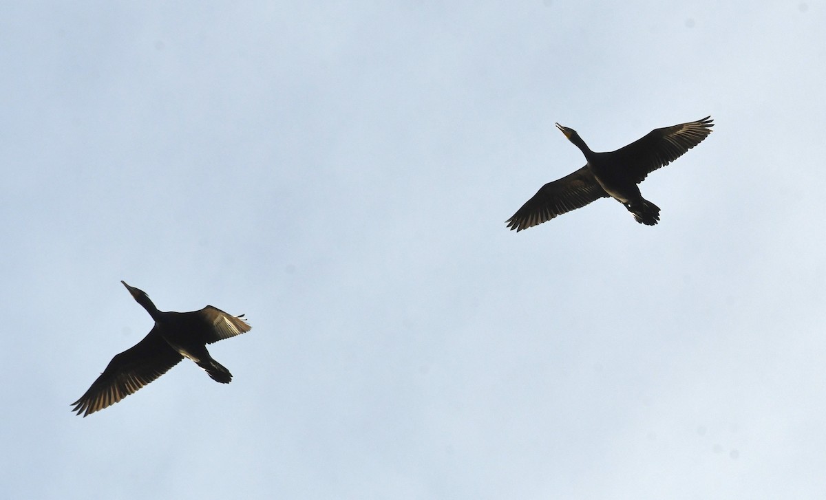 Double-crested Cormorant - ML617592513