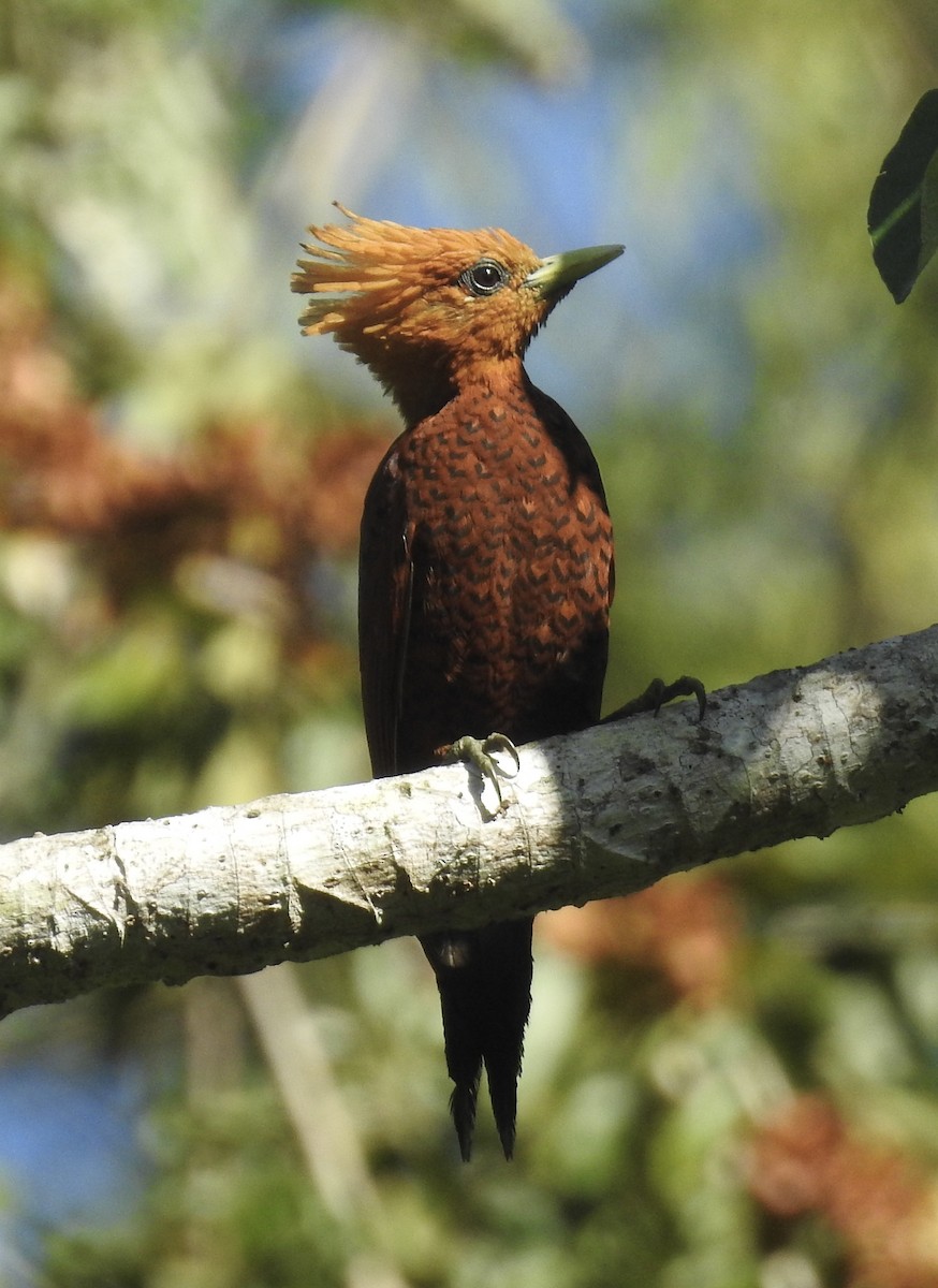 Chestnut-colored Woodpecker - ML617592531