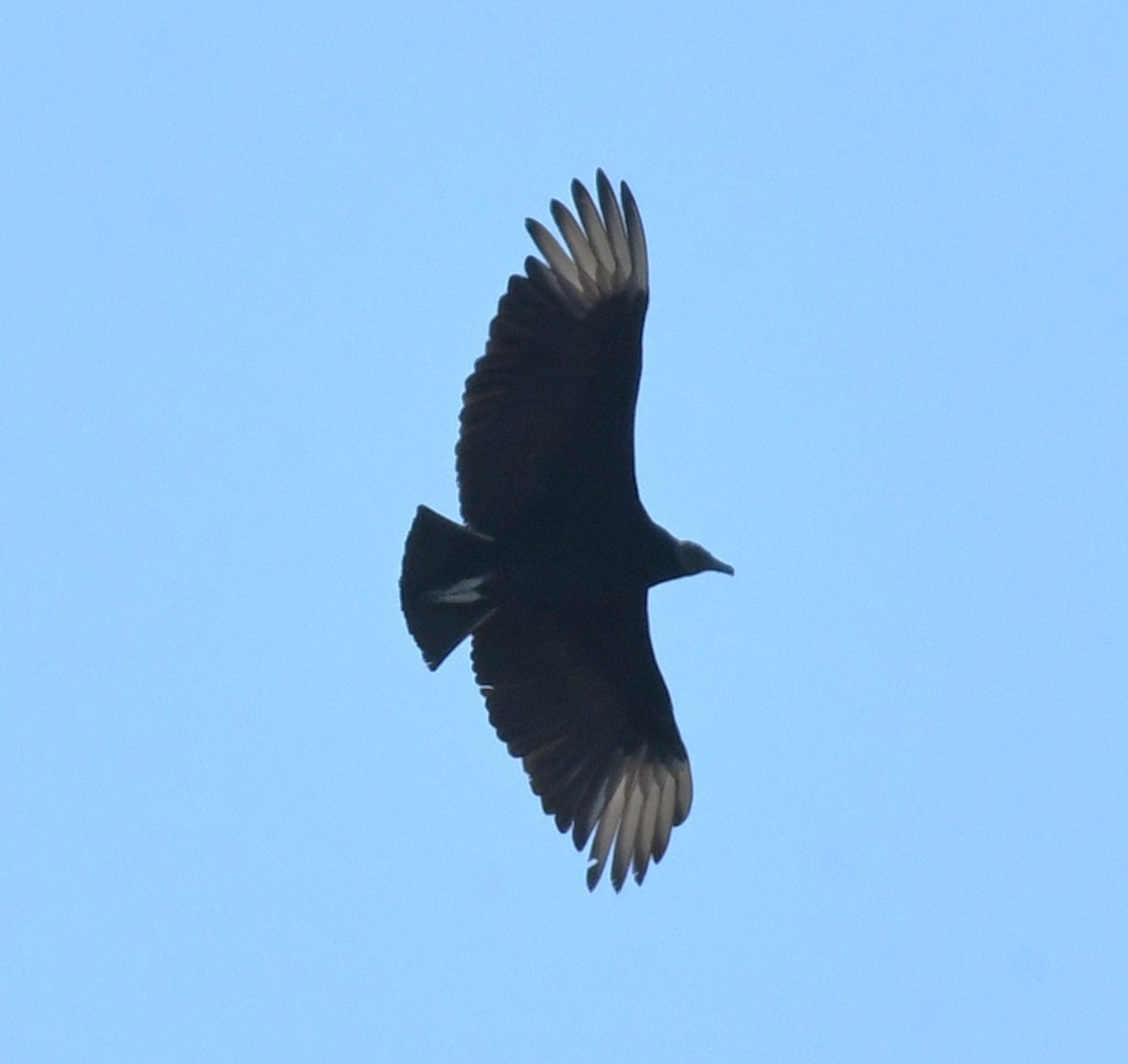 Black Vulture - ML617592556