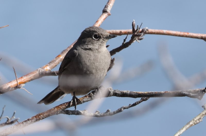 Townsend's Solitaire - ML617592568