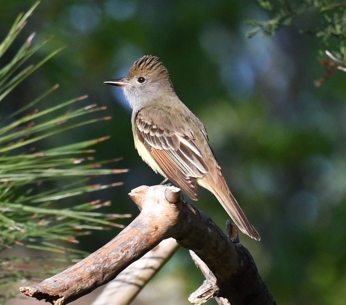 Great Crested Flycatcher - ML617592601