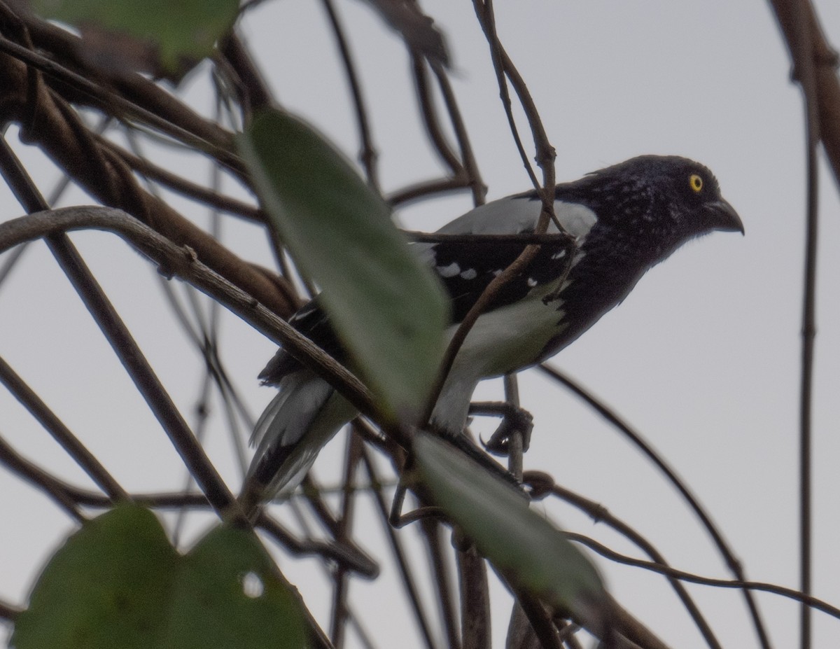 Magpie Tanager - ML617592641