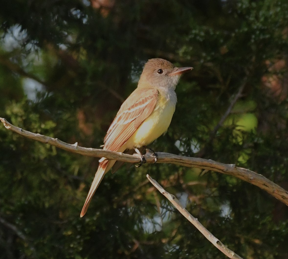 Great Crested Flycatcher - ML617592651