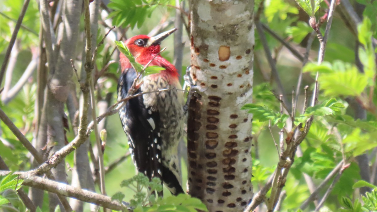 Red-breasted Sapsucker - ML617592666