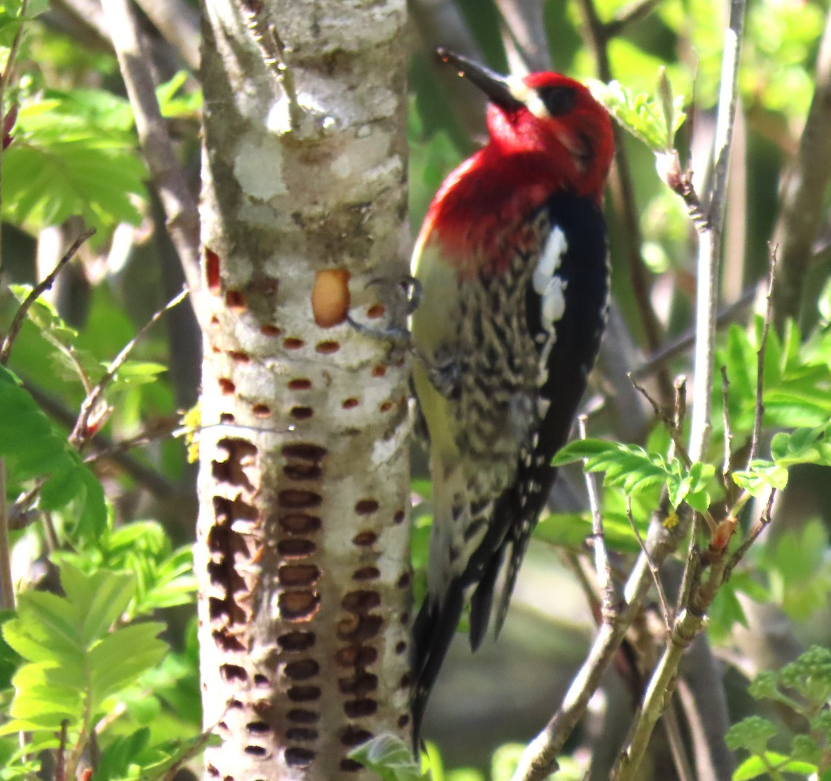 Red-breasted Sapsucker - ML617592673