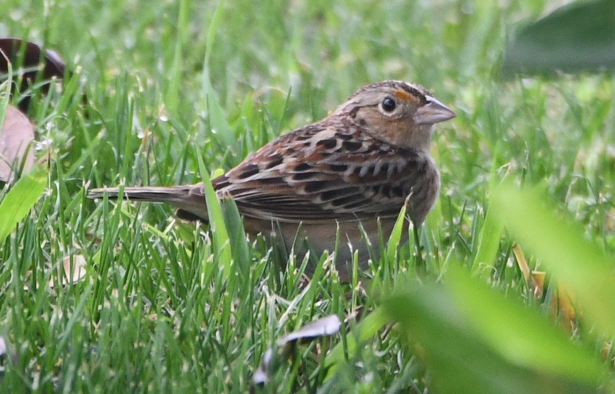 Grasshopper Sparrow - ML617592690