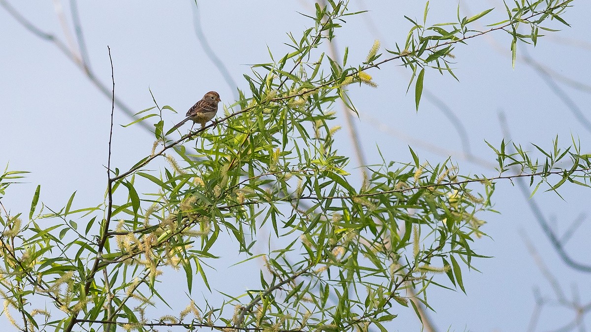 Field Sparrow - ML617592713
