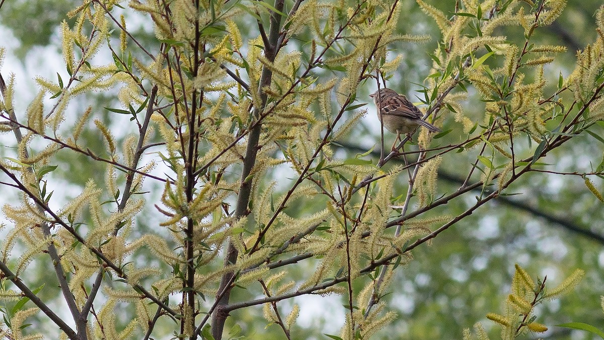 Field Sparrow - ML617592714