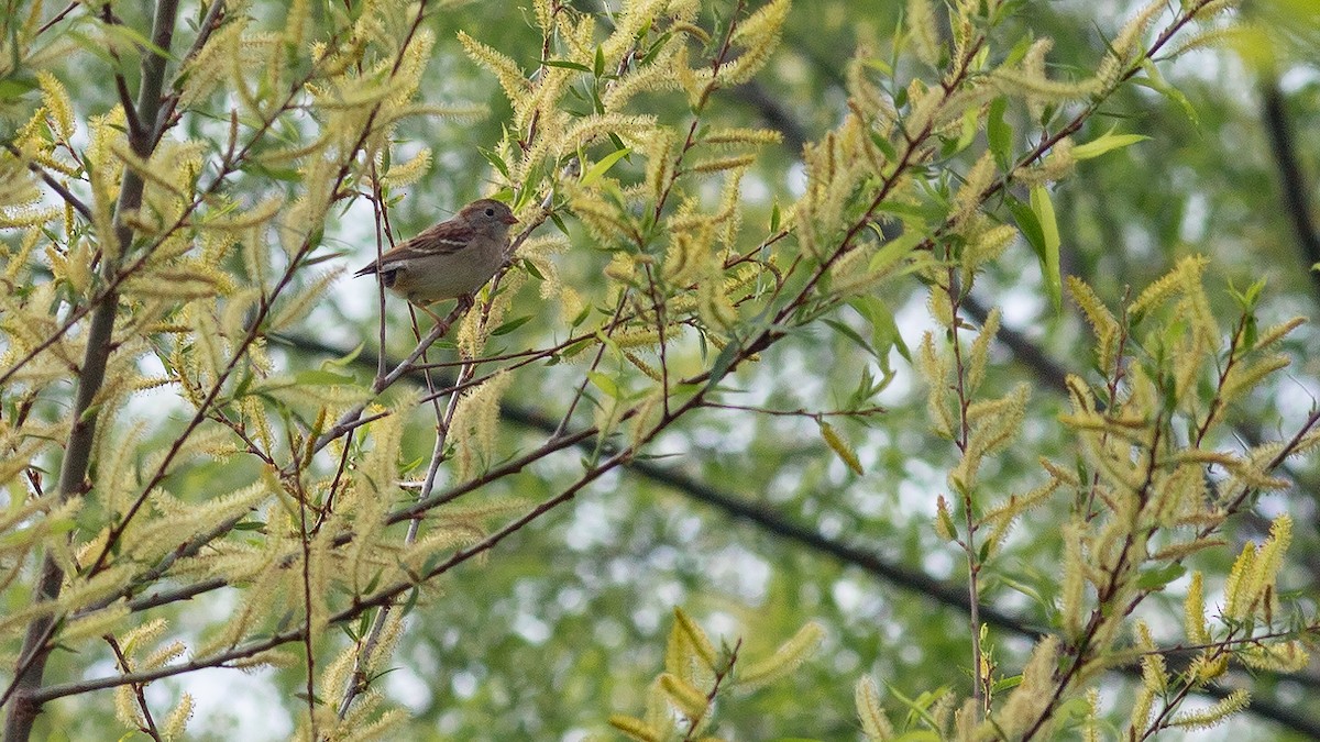 Field Sparrow - ML617592715