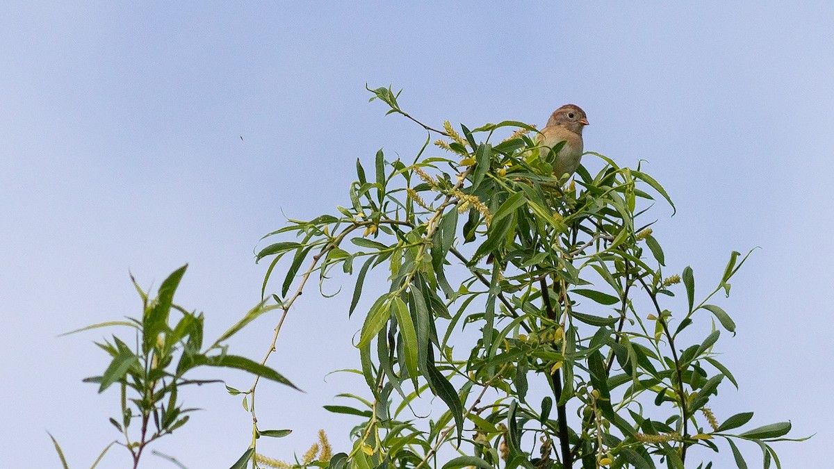 Field Sparrow - ML617592724