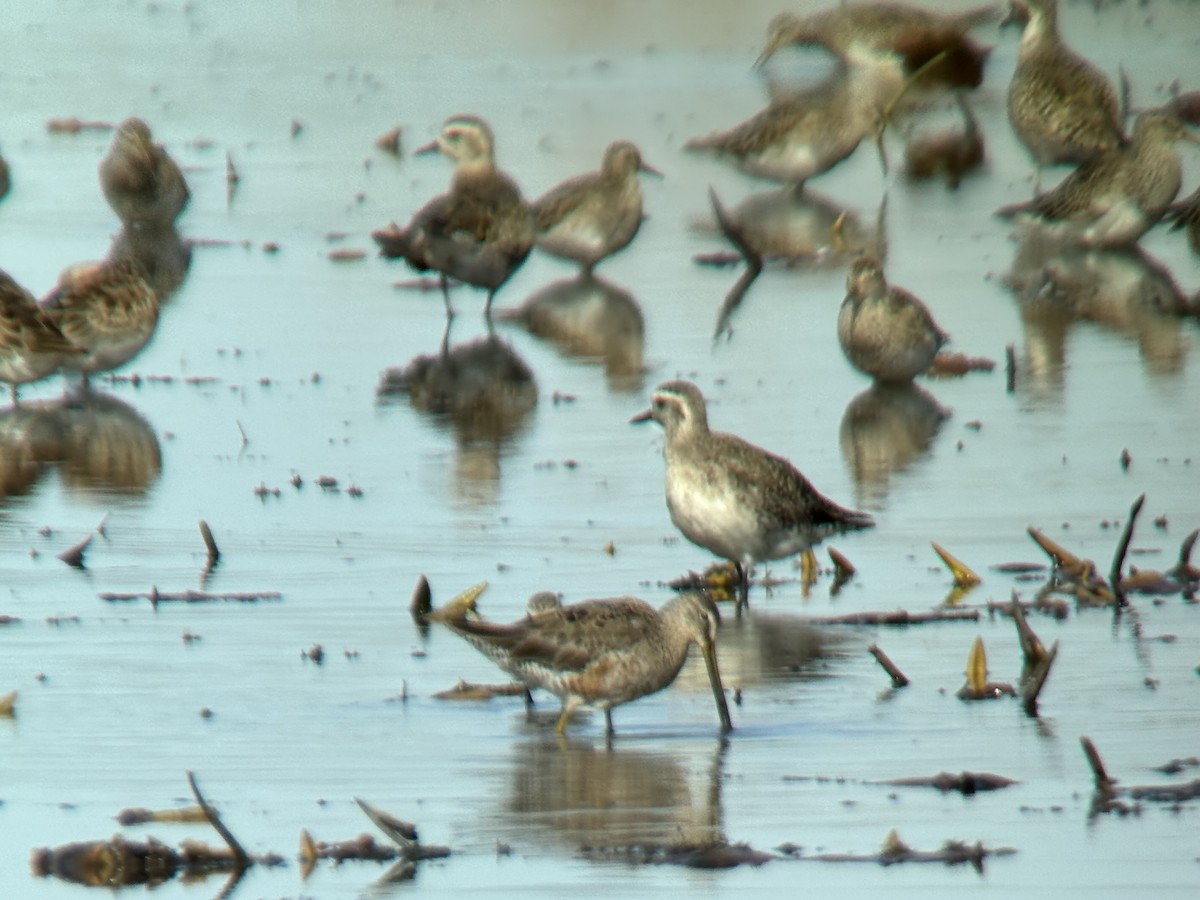 Long-billed Dowitcher - ML617592731