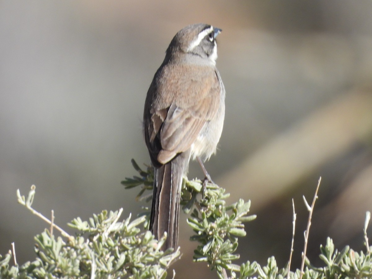 Black-throated Sparrow - ML617592736