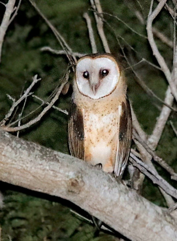 Barn Owl (American) - ML617592749