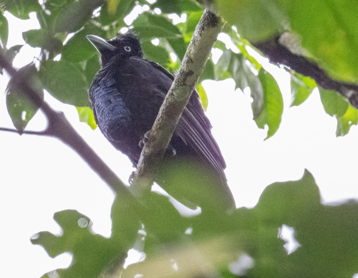 Amazonian Umbrellabird - ML617592785