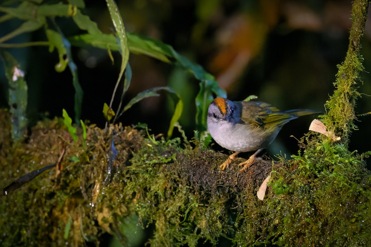 Russet-crowned Warbler - ML617592788