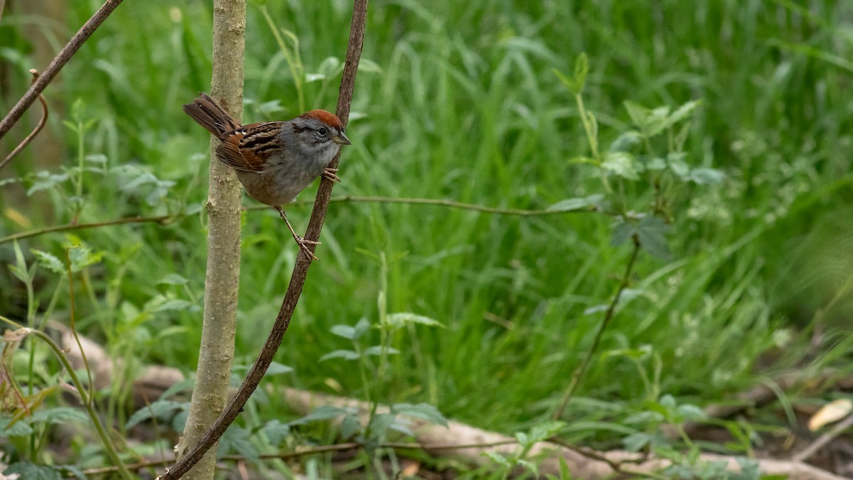 Swamp Sparrow - Todd Kiraly
