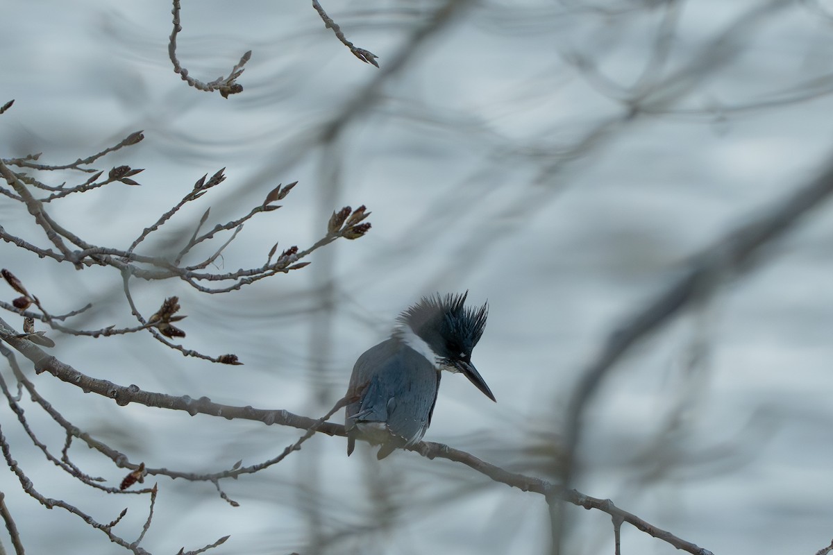 Belted Kingfisher - Devin Pitts