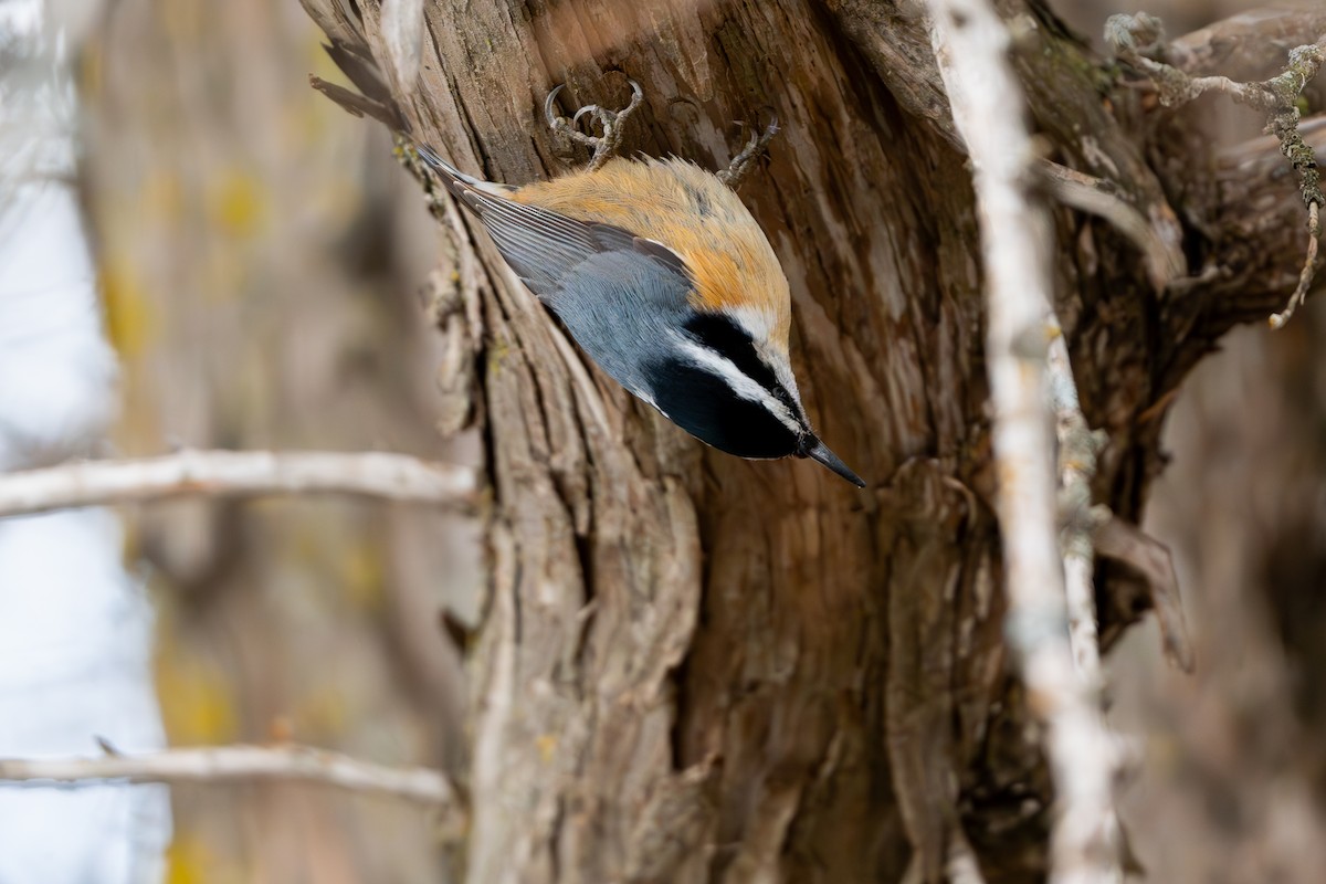 Red-breasted Nuthatch - ML617592879
