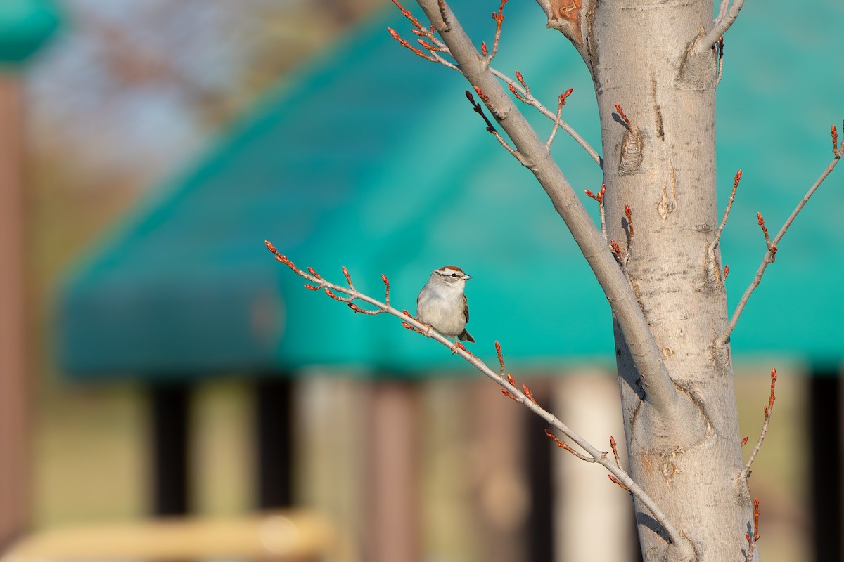 Chipping Sparrow - Devin Pitts