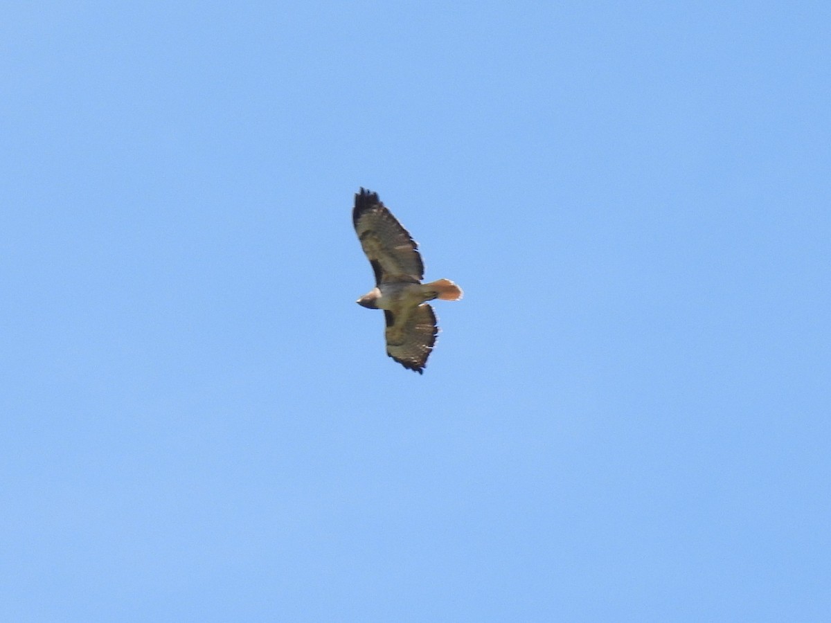 Red-tailed Hawk - ML617592886