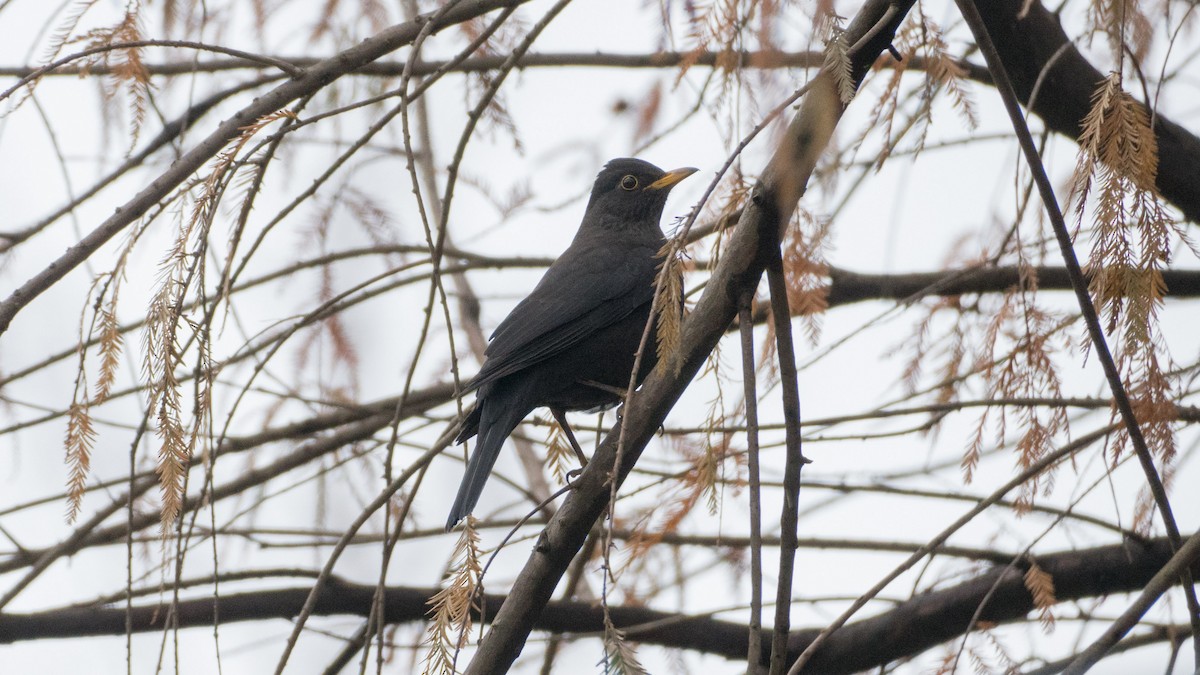 Chinese Blackbird - Kely Withington