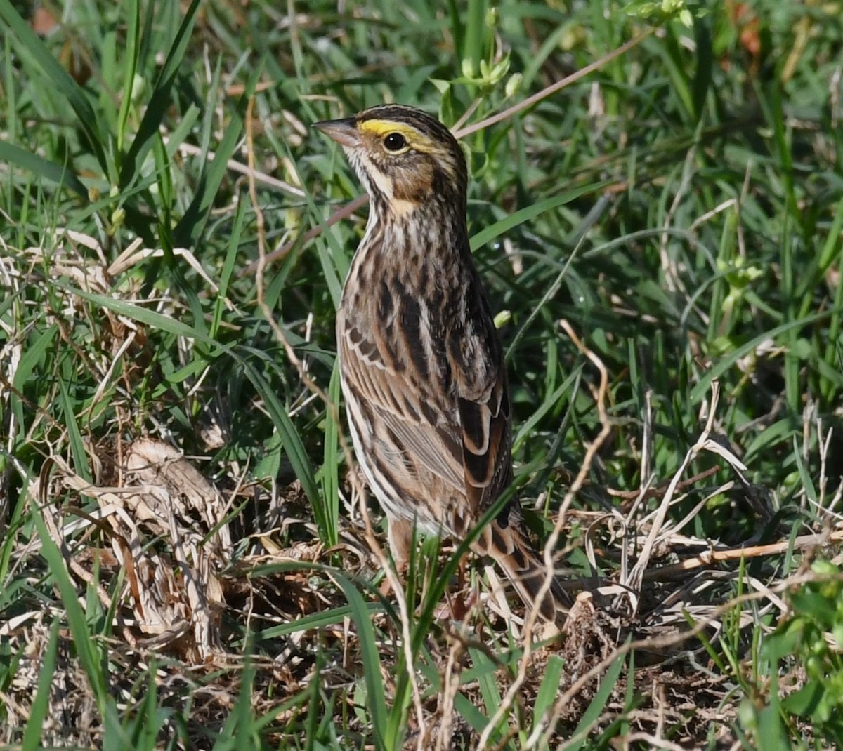 Savannah Sparrow - ML617592928