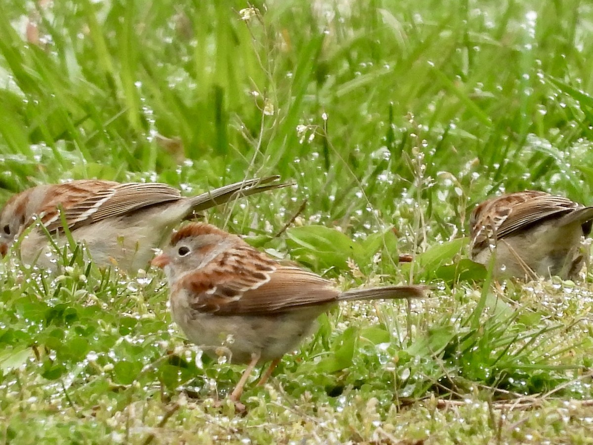 Field Sparrow - Stella Miller