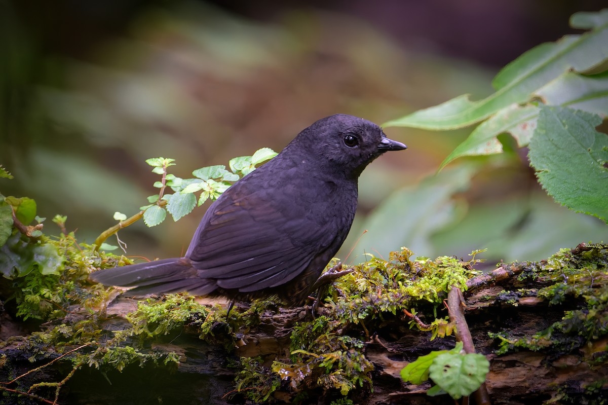 Long-tailed Tapaculo - ML617592946