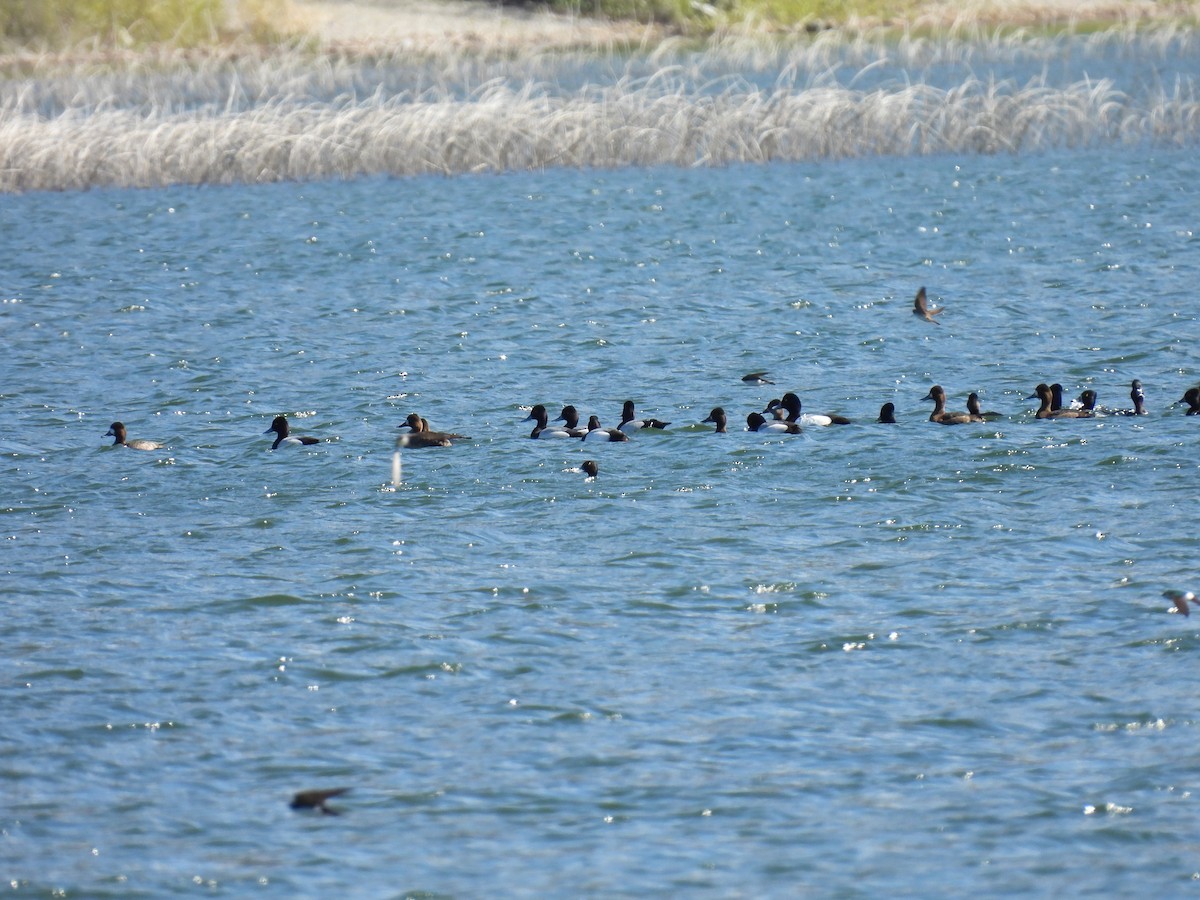 Greater Scaup - ML617592950
