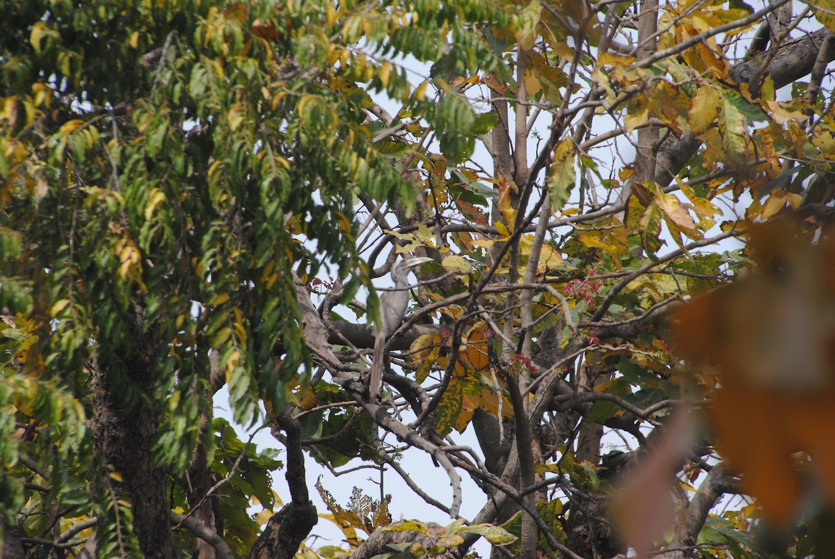 Indian Gray Hornbill - Alyssa DeRubeis