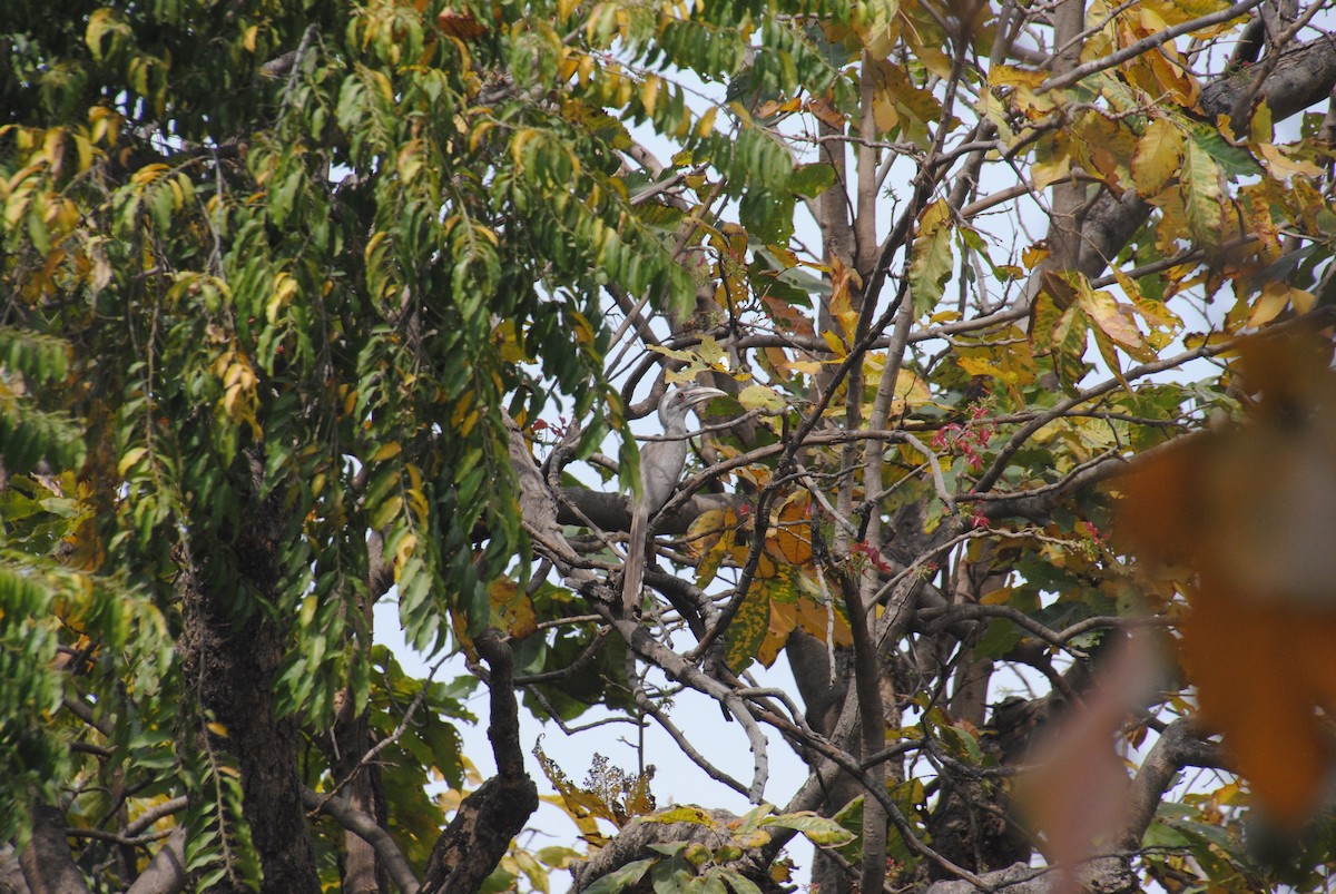 Indian Gray Hornbill - ML617592963