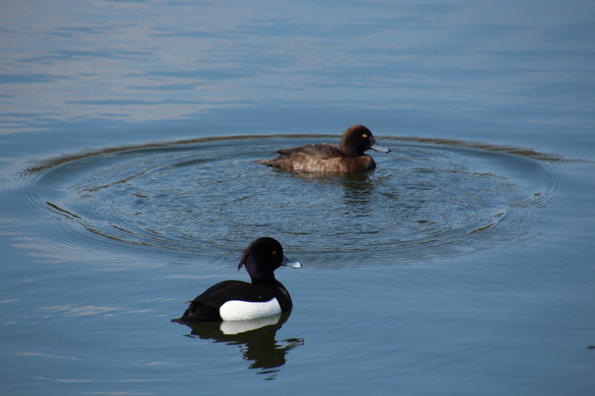 Tufted Duck - ML617592968
