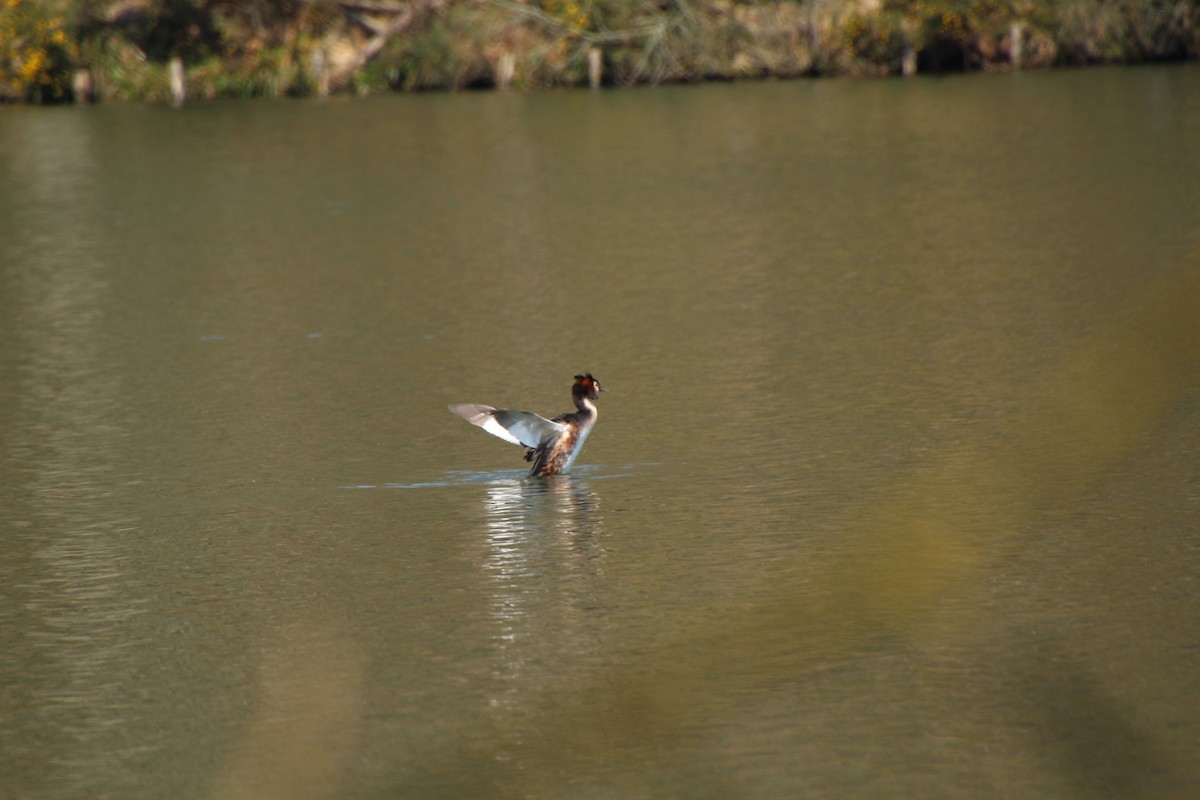 Great Crested Grebe - ML617592993