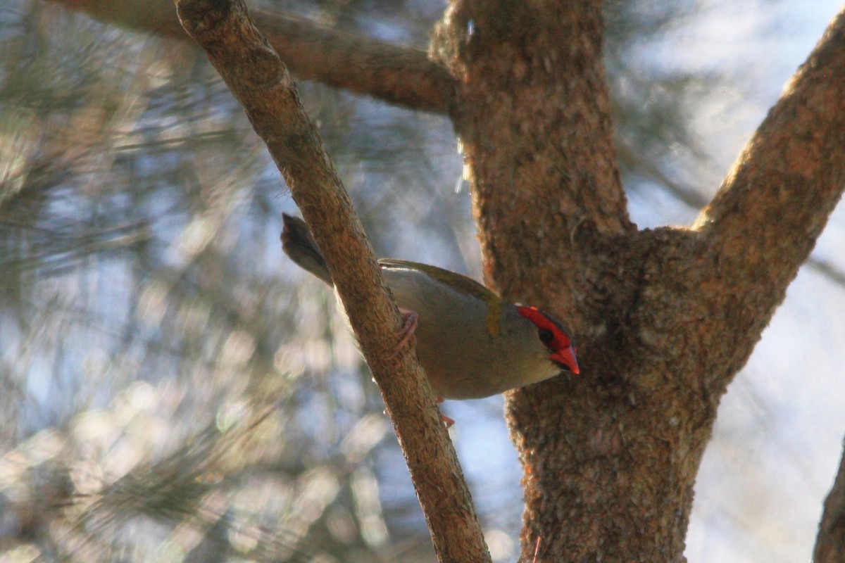 Red-browed Firetail - ML617593015