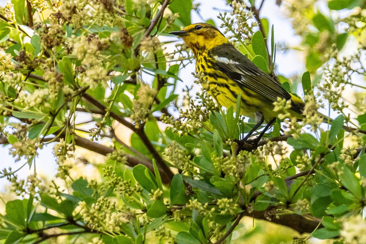 Cape May Warbler - ML617593046