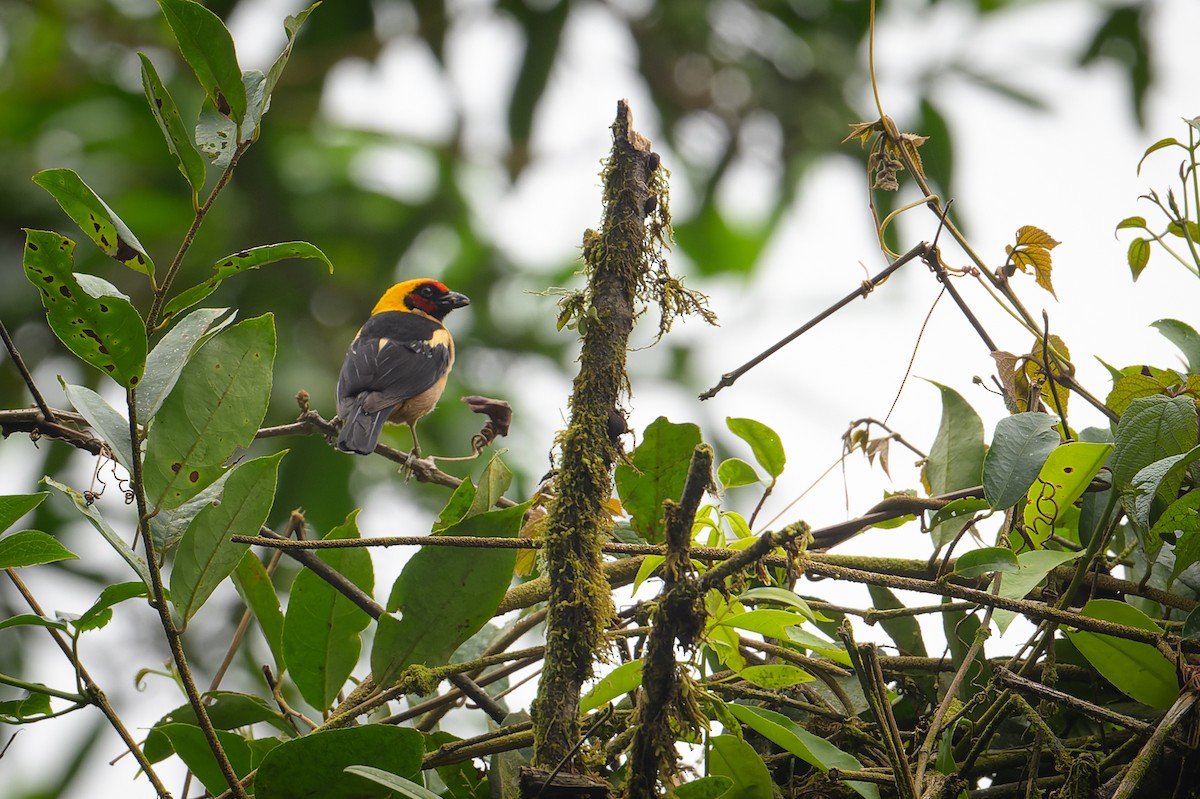 Flame-faced Tanager (Flame-faced) - ML617593084