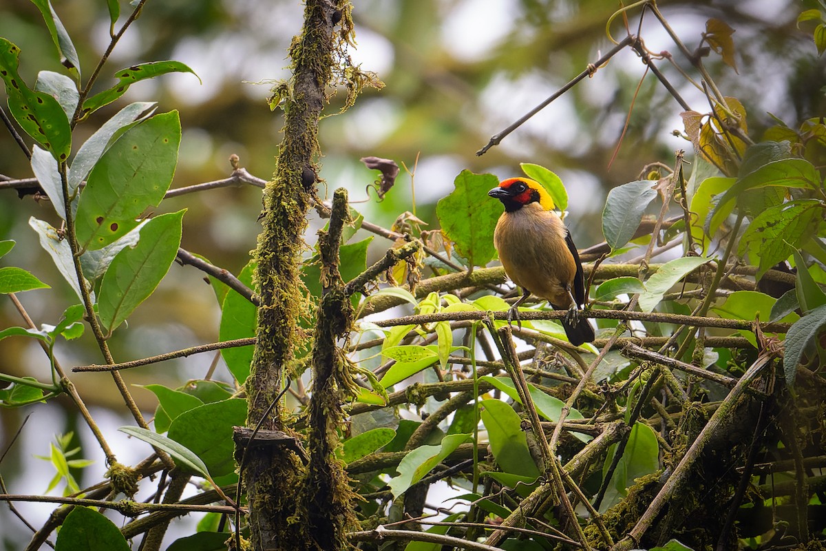 Flame-faced Tanager (Flame-faced) - ML617593085