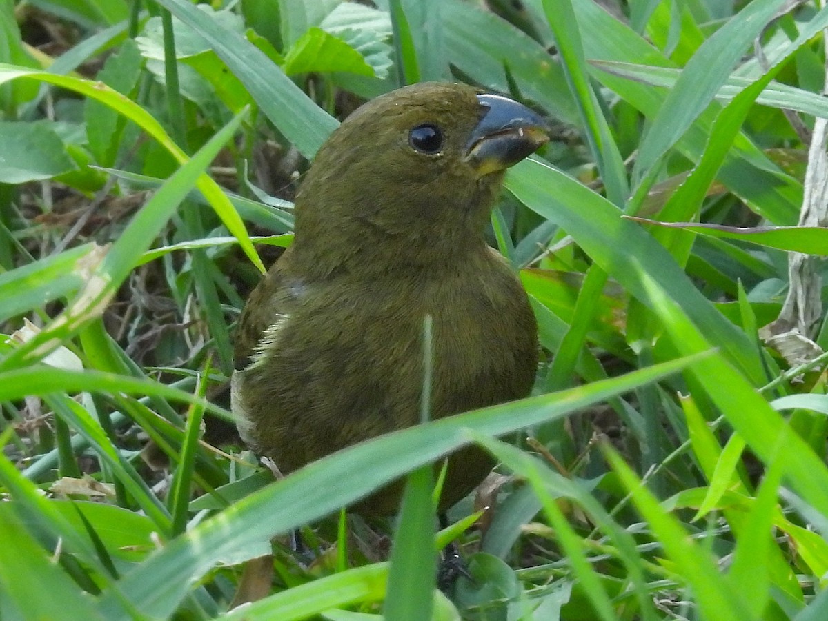 Variable Seedeater - ML617593092