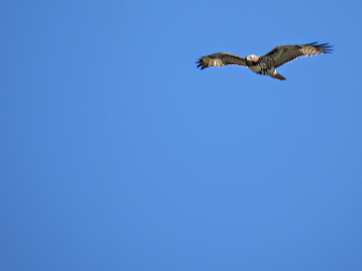 Red-tailed Hawk - ML617593100