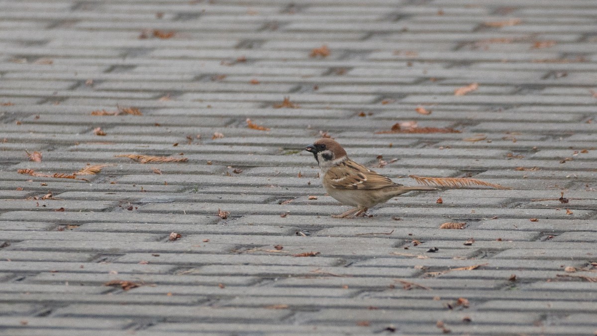 Eurasian Tree Sparrow - ML617593114
