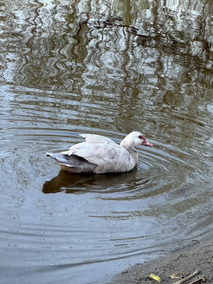 Muscovy Duck (Domestic type) - ML617593127