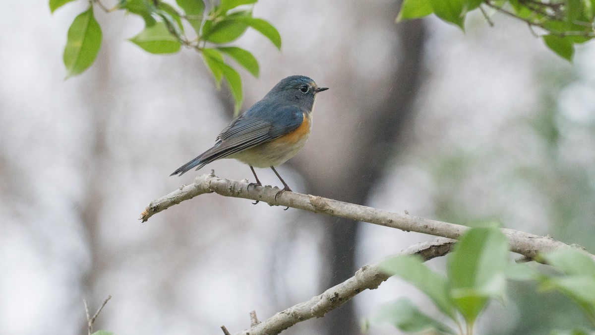 Red-flanked Bluetail - ML617593277