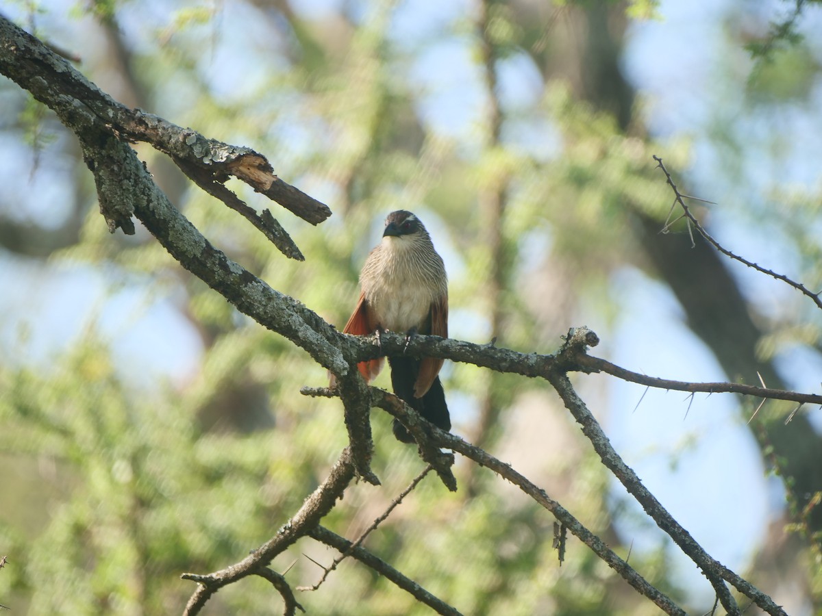 White-browed Coucal - ML617593292