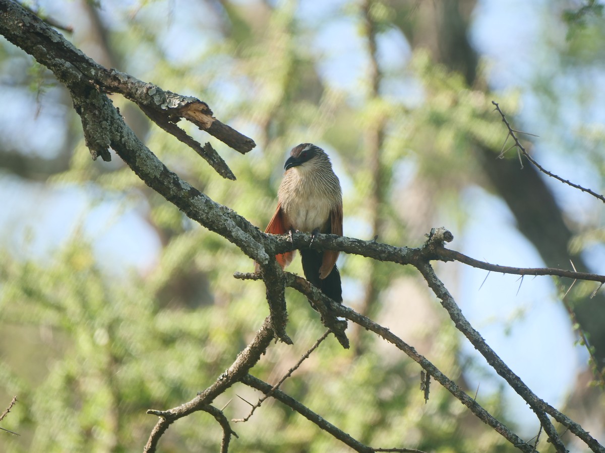 White-browed Coucal - ML617593294