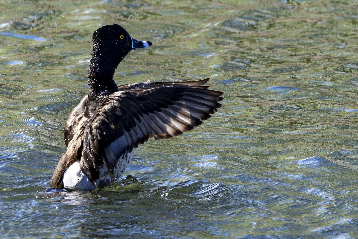 Ring-necked Duck - ML617593352