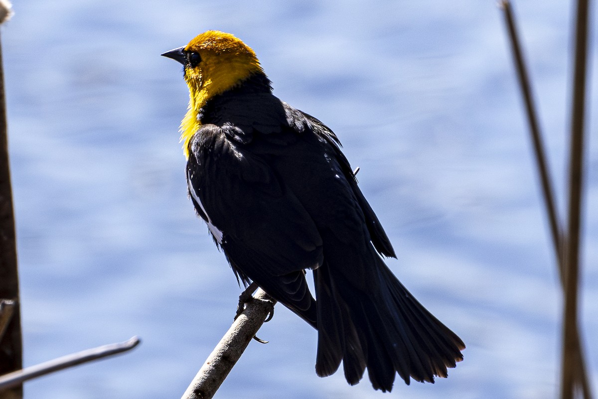 Yellow-headed Blackbird - Jef Blake