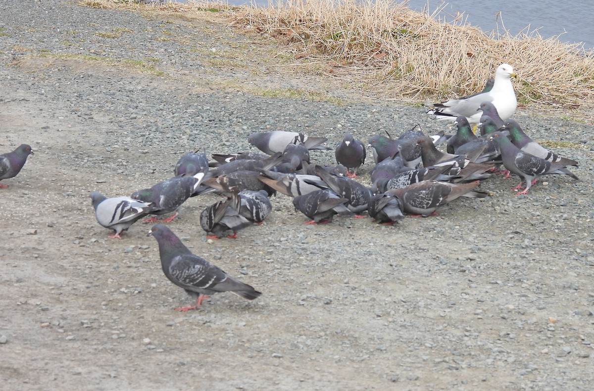 Rock Pigeon (Feral Pigeon) - ML617593462