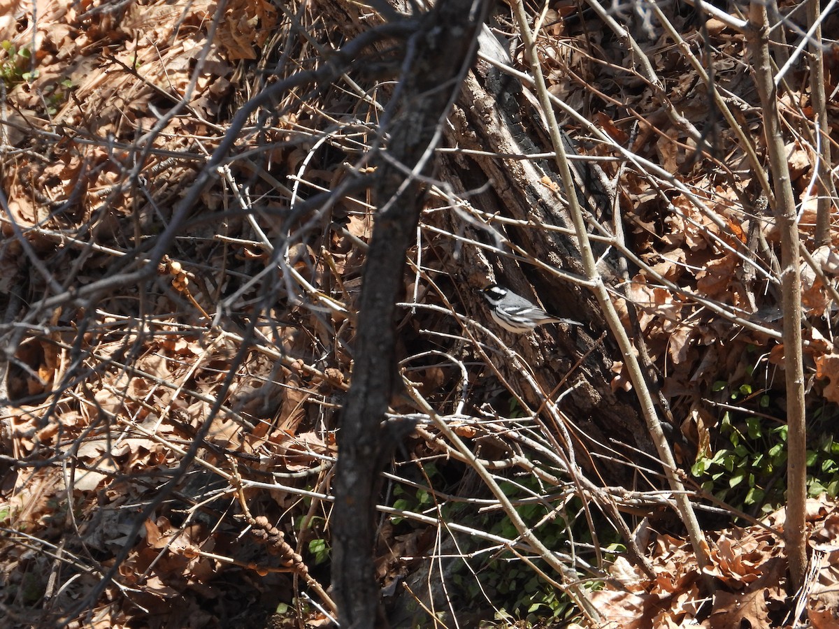 Black-throated Gray Warbler - ML617593469