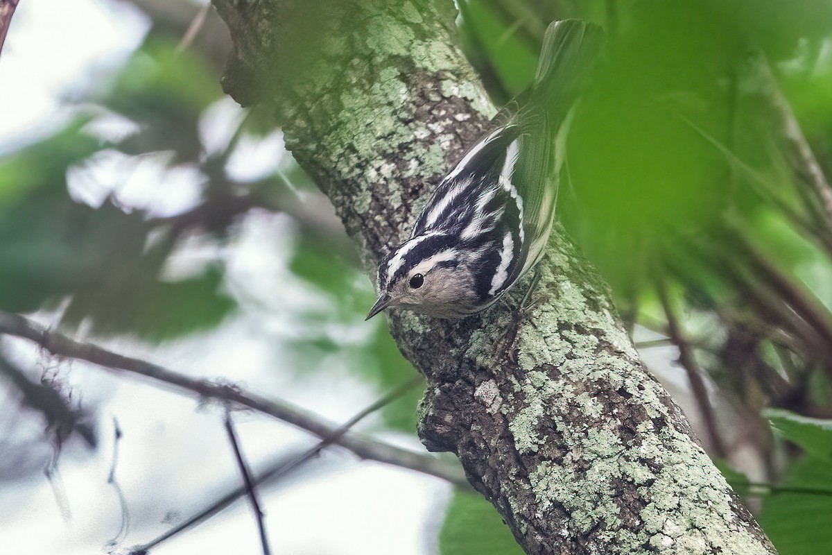 Black-and-white Warbler - Zeno Taylord-Hawk