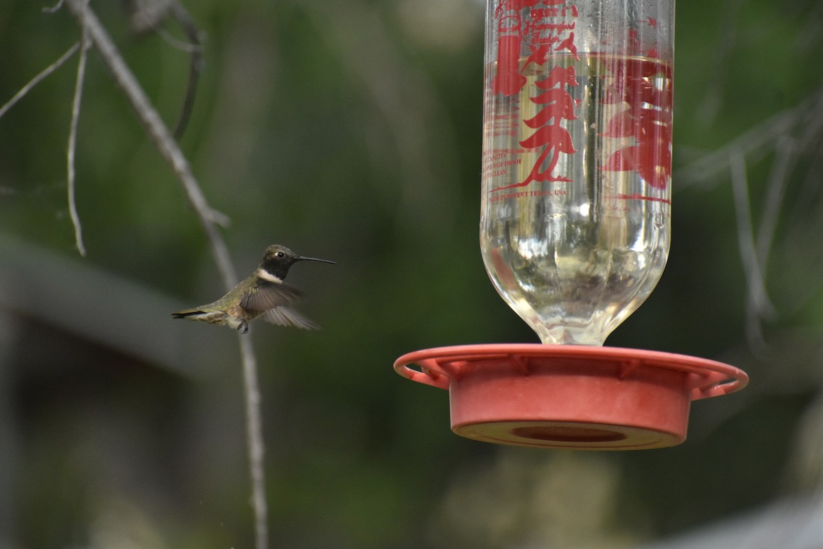 Black-chinned Hummingbird - ML617593488